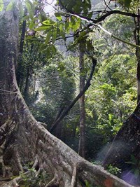 Краби (джунгли)