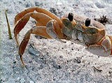Крабы (Краб-привидение)