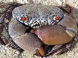 Крабы (каменный краб)