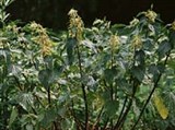 Крапива (цветение)