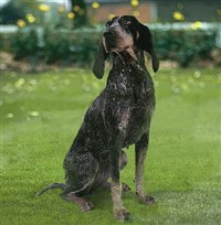 Крапчато-голубой кунхаунд