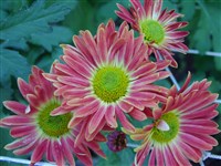 Красавица [Род дендрантема – Dendranthema (DC.) Desmoul]