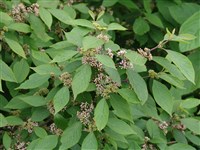 Красивоплодник Бодиньера – Callicarpa bodinieri Lev. (1)