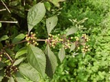 Красивоплодник Бодиньера – Callicarpa bodinieri Lev. (2)