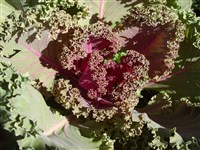 Краски Востока [Род капуста – Brassica L.]