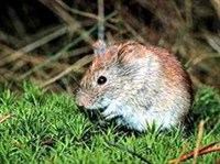 Красная полевка (Clethrionomys rutilus)