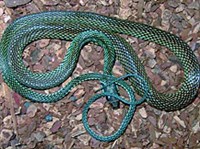 Красная цилиндрическая змея (Cylindrophis rufus).