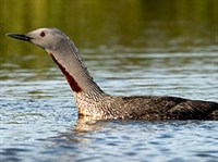 Краснозобая гагара