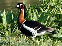 Краснозобая казарка