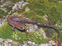 Красноспинная саламандра (Plethodon cinereus)