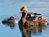 Красношейная поганка (Podiceps auritus)