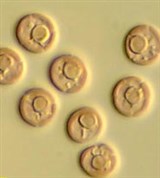 Красные водоросли (Бангиофициевые водоросли)