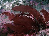 Красные водоросли (Водоросли вида Delesseria sanguinea)