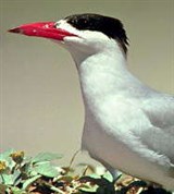 Крачки (чеграва)