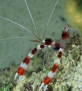 Креветки (Креветка-боксер)