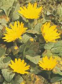 Крепис карликовый – Crepis pygmaea L.