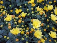 Крепыш [Род дендрантема – Dendranthema (DC.) Desmoul]