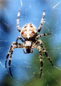 Крестовик обыкновенный