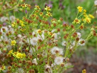 Крестовник Жакоба – Senecio jacobaea L.