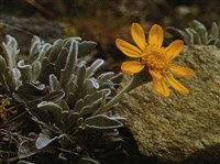 Крестовник Халлера, одноцветковый – Senecio halleri Dandy