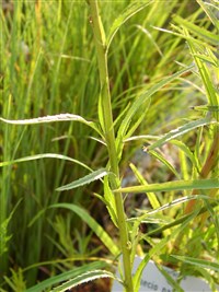 Крестовник болотный – Senecio paludosus L.