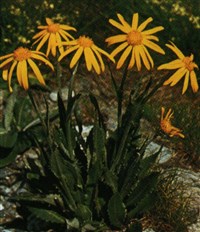 Крестовник дорониковый – Senecio doronicum L.