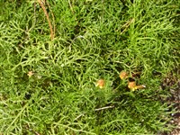 Крестовник полынолистный – Senecio abrotanifolius L.