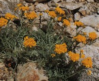 Крестовник седой – Senecio incanus L.