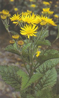 Крестовник субальпийский – Senecio supalpinus Koch.