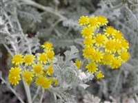 Крестовник цинерариевый, цинерария приморская – Senecio cineraria D.C.