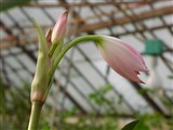 Кринум Пауэлла – Crinum x powellii L.B.Bail. (2)
