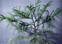 Криптомерия