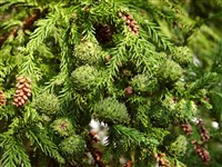 Криптомерия японская, японский кедр – Cryptomeria japonica D.Don.