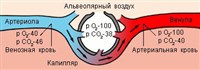 Кровообращение в области альвеолы
