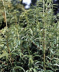 Кровохлебка