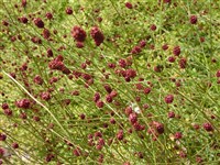 Кровохлебка аптечная – Sanguisorba officinalis L.