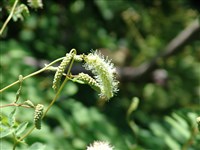 Кровохлебка додекандра – Sanguisorba dodecandra Moretti.