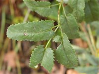 Кровохлебка канадская, ситхинская – Sanguisorba canadensis L.