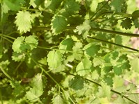 Кровохлебка малая, садовая – Sanguisorba minor Scop.