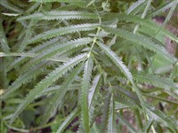 Кровохлебка тонколистная – Sanguisorba tenuifolia Fisch.et Link. (1)