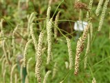 Кровохлебка тонколистная – Sanguisorba tenuifolia Fisch.et Link. (2)