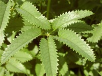 Кровохлебка тупая – Sanguisorba obtusa Maxim.