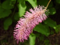 Кровохлебка хакузанская – Sanguisorba hakusanensis Mak.