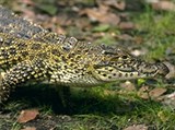 Крокодилы (кубинский)