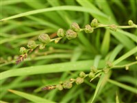 Крокосмия масонская – Crocosmia masoniorum (L.Bolus) N.E.Br.