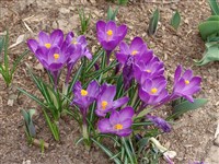 Крокус весенний – Crocus vernus (L.) Wulf.