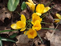 Крокус желтый, золотистый – Crocus flavus West.