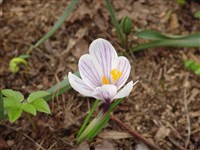 Крокус разноцветный – Crocus versicolor Ker-Gaul.