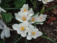 Крокус сетчатый, изменчивый, полосатый – Crocus reticulatus Stev. ex Adam.