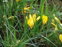 Крокус узколистный, сузианский – Crocus angustifolius West.